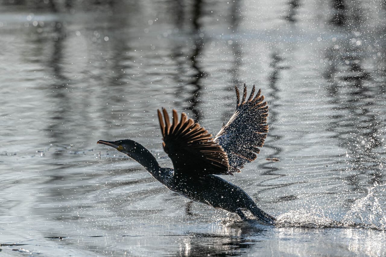 Das Vogelparadies der Grenzregion